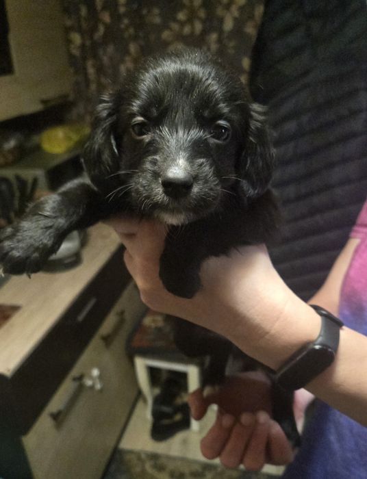 Щенки русского охотничьего спаниеля