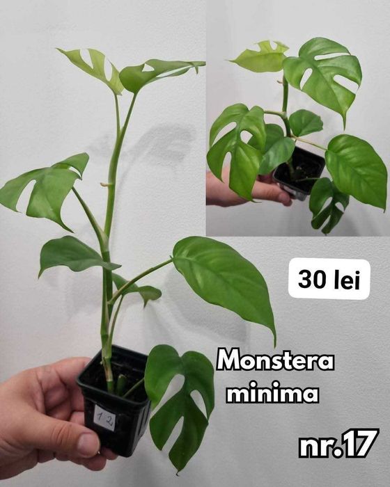 Plante interior, inradacinate Monstera, Pilea, Philodendron & altele