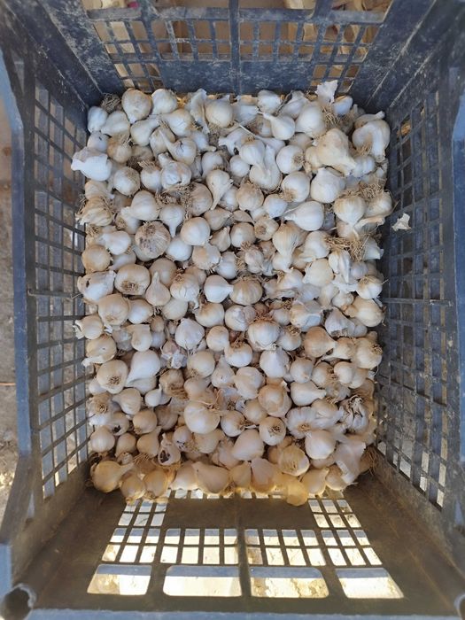 Български чесън домашен.