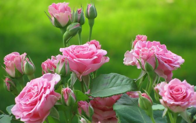 Розы саженцы оптом в алматы, вьющиеся, плетистые, питомник купить розы