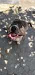 Donez câine amstaff