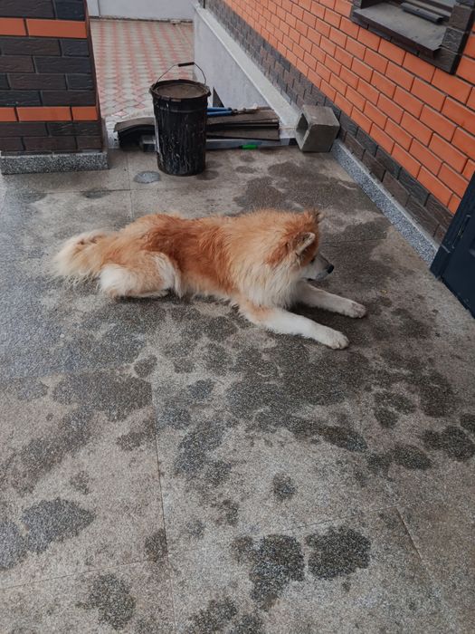 Продам срочно щенка породы Японской Акита Ину Хатико