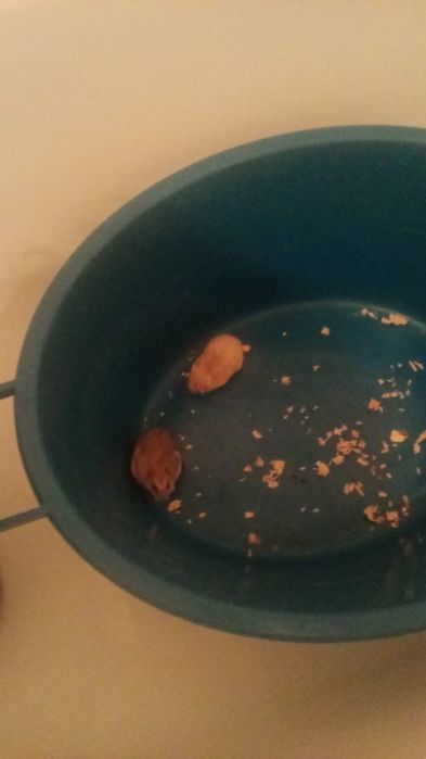 Продам хомяков с