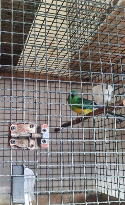 Певчие пара 2млн сум