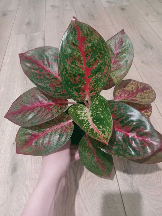 Продам комнатные цветы