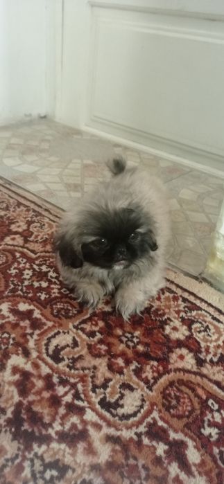 Продается щенок пикинесс