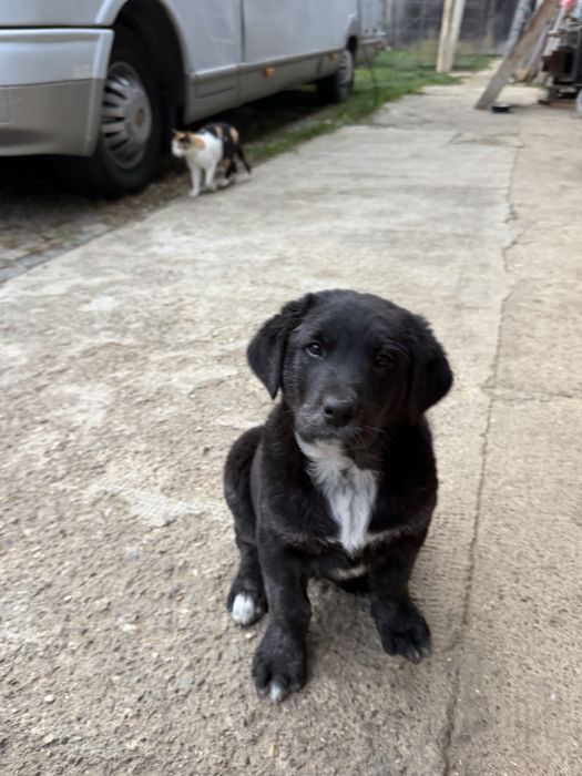 Donez doi caței, mama labrador cu brak german, tată necunoscut
