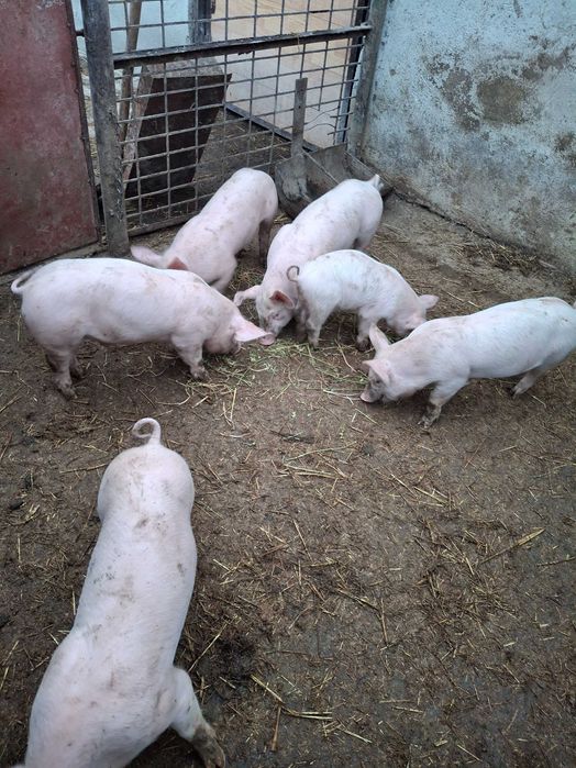 Продавам малки прасенца месодайна порода!