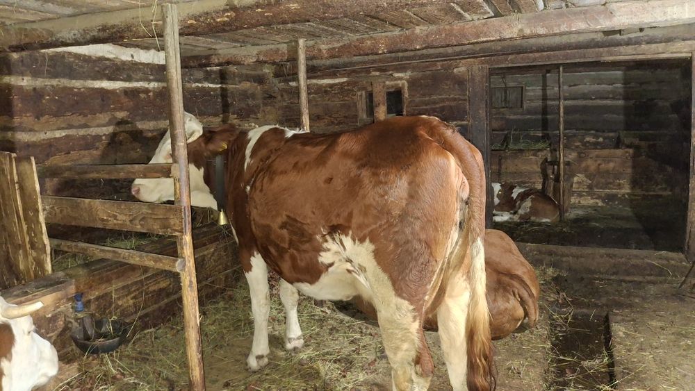 Vacă de vânzare pentru abator.  Detali la telefon.