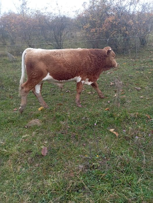 Vând 4 tăurași i și o vițică