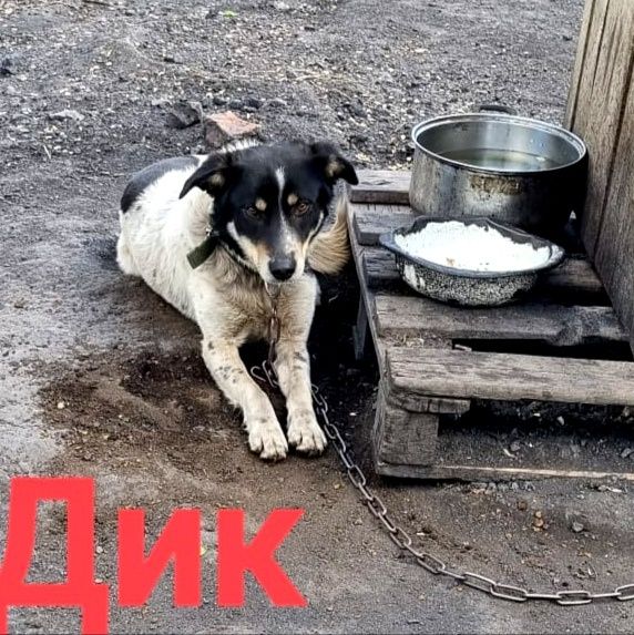 Дарю в добрые и ответственные руки