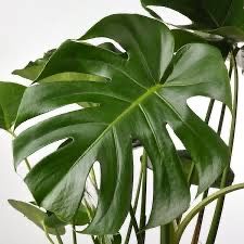 Floare Filodendron - Monstera Deliciosa