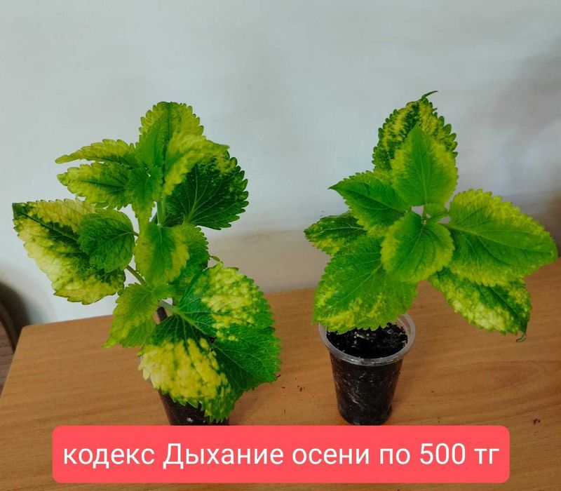 Комнатные цветы.