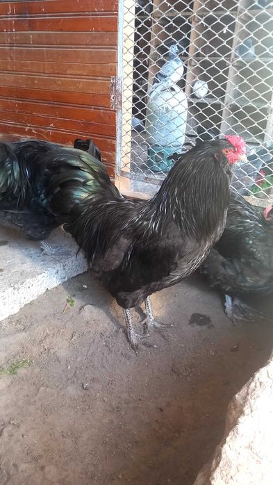 Петли Араукана 4 броя