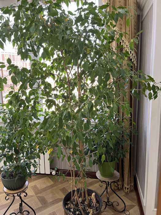 Фикус красивый пышный для офиса