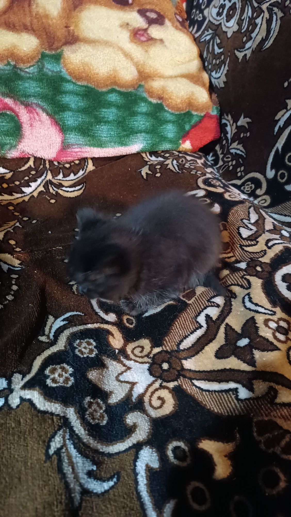 Отдам котят в добрые руки 2 шт