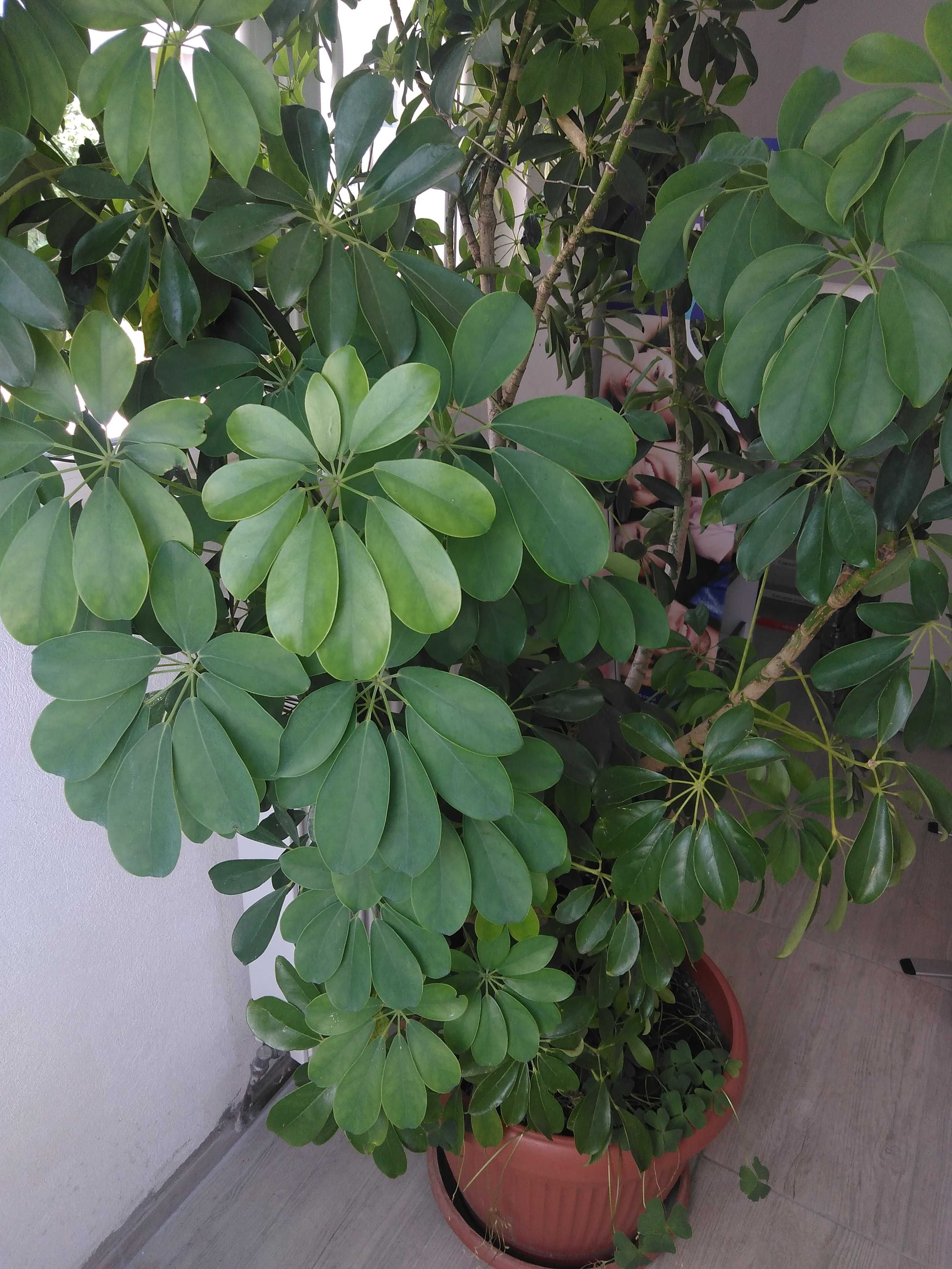 Vând o plantă Schefflera h=~ 1 m