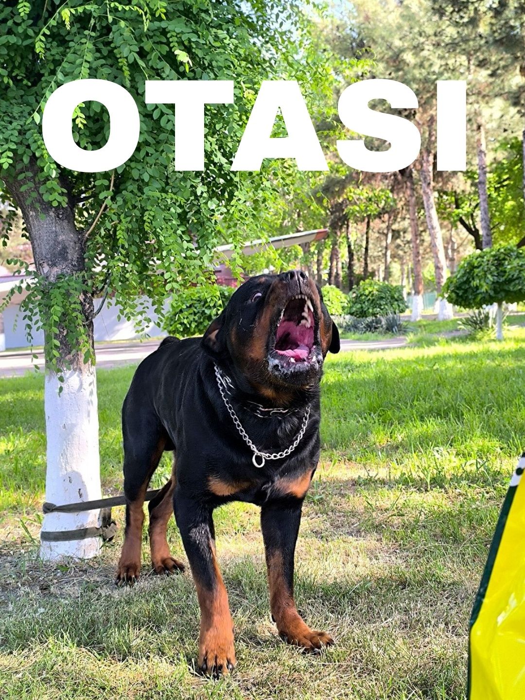 Собачка, пародистая