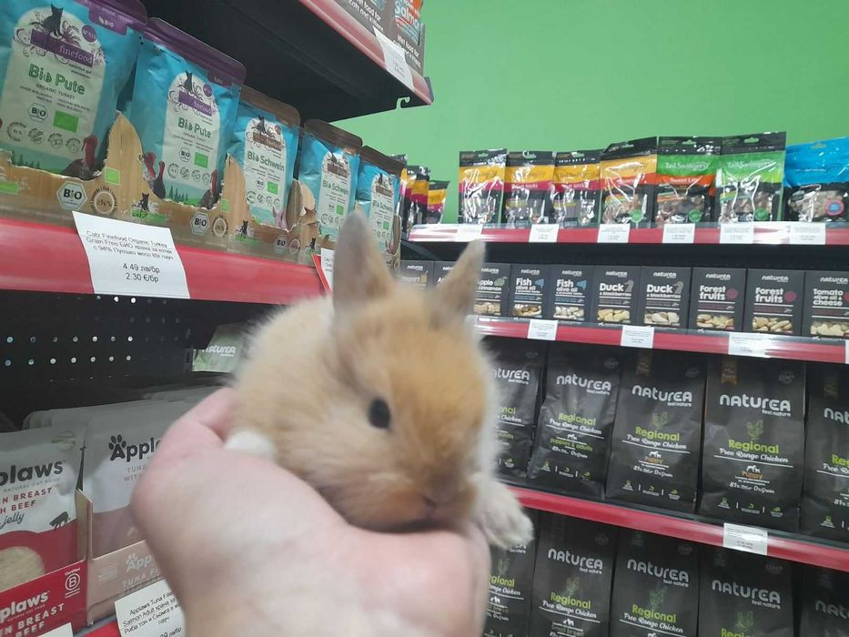 Декоративно мини зайче на 1 месец