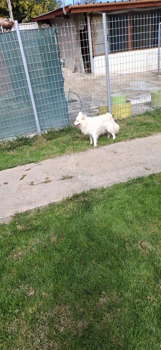 Подарявам немски шпиц