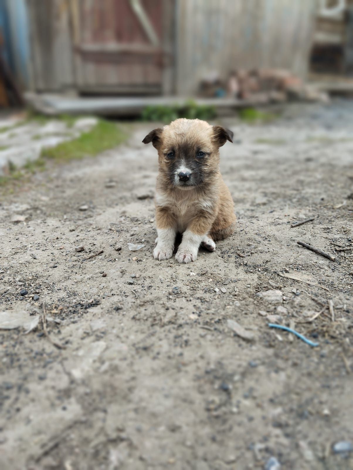 Отдам в хорошие руки щенять бесплатно от Лабрадора