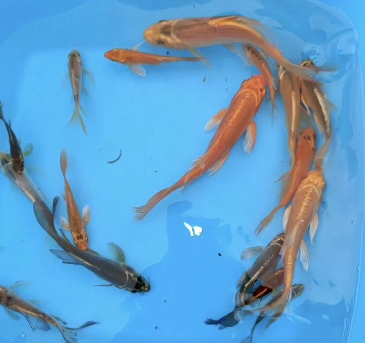 Koya Koi Коя карп коя платиниум вуаливый ховуз ва аквариум баликлари
