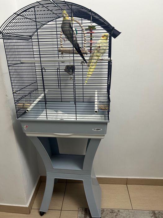 Papagali,  nimfe+ colivie