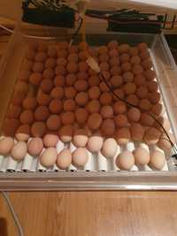 Oua pentru incubat rasa Australorp