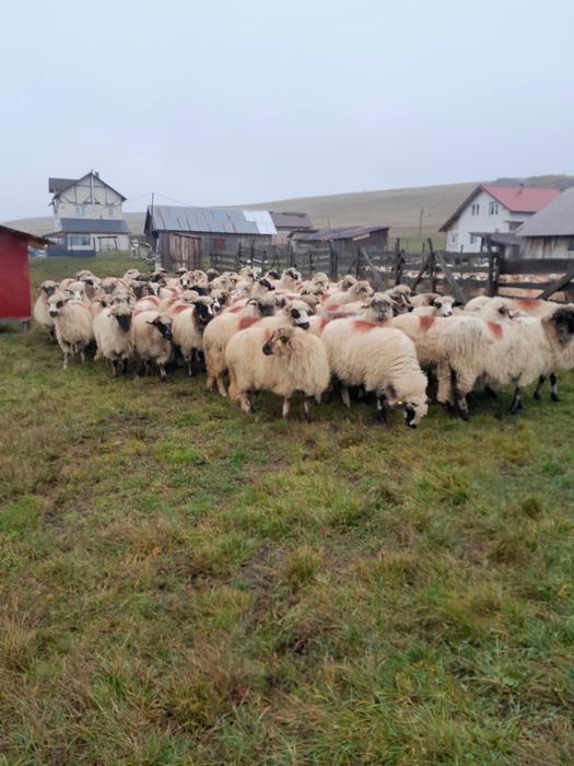 De vanzare oi de tinut