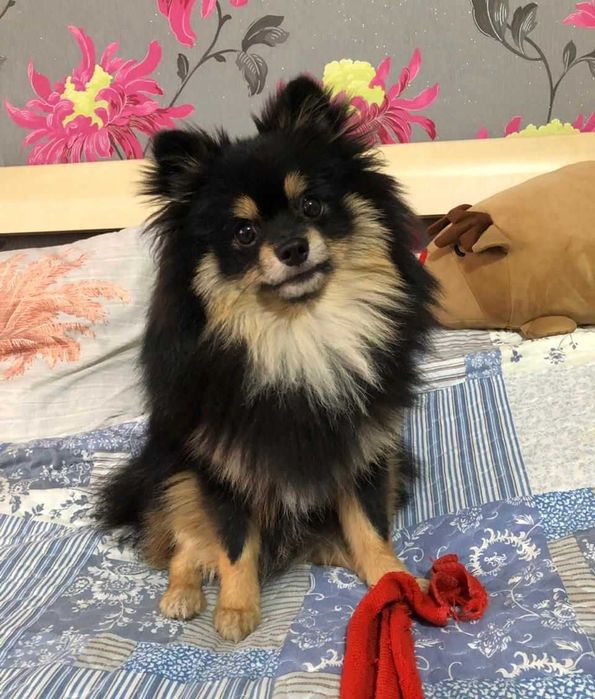 Вязка Немецкий Цверг Шпиц мальчик.