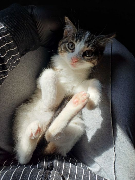 Котёнок малышонок ищет семью для долгой и счастливой жизни