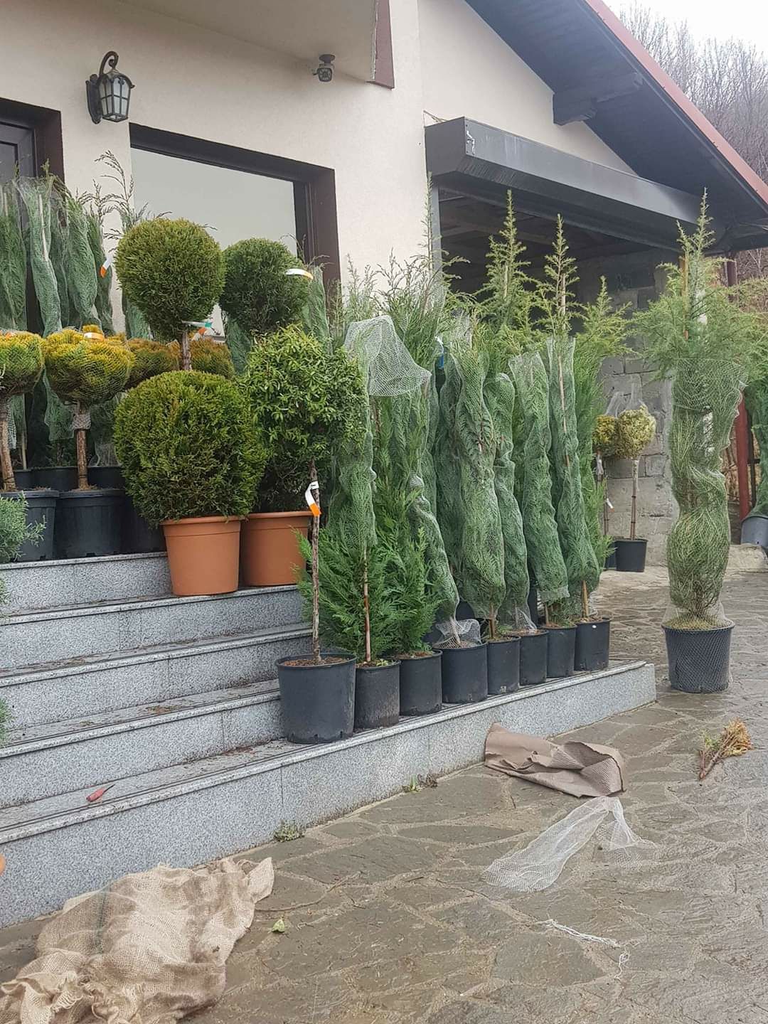 Plante ornamentale  tuia brazi mesteacăn tei arătat magnoli pon pon