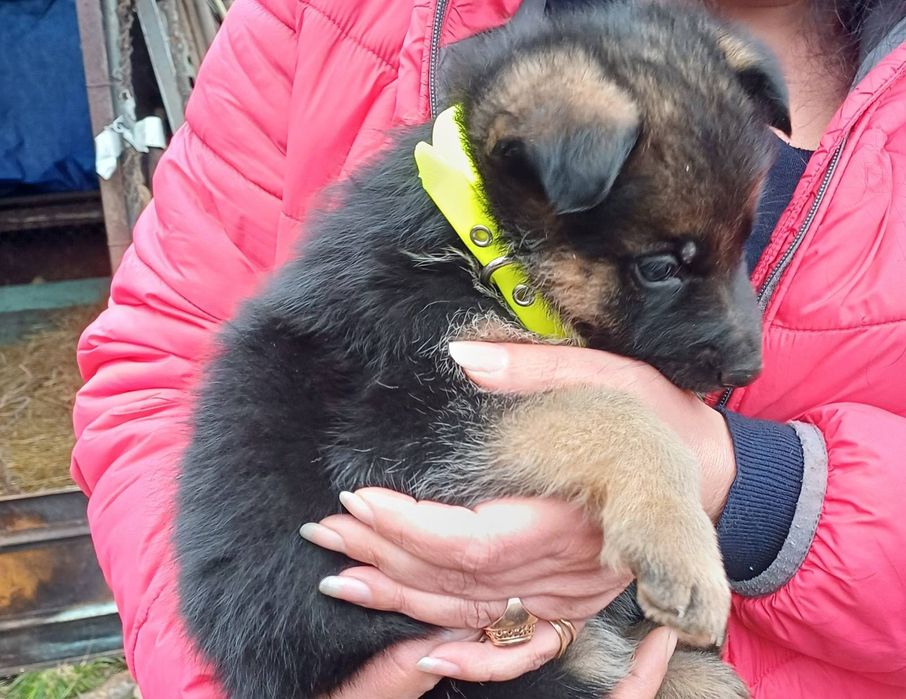 малко куче Немска овчарка