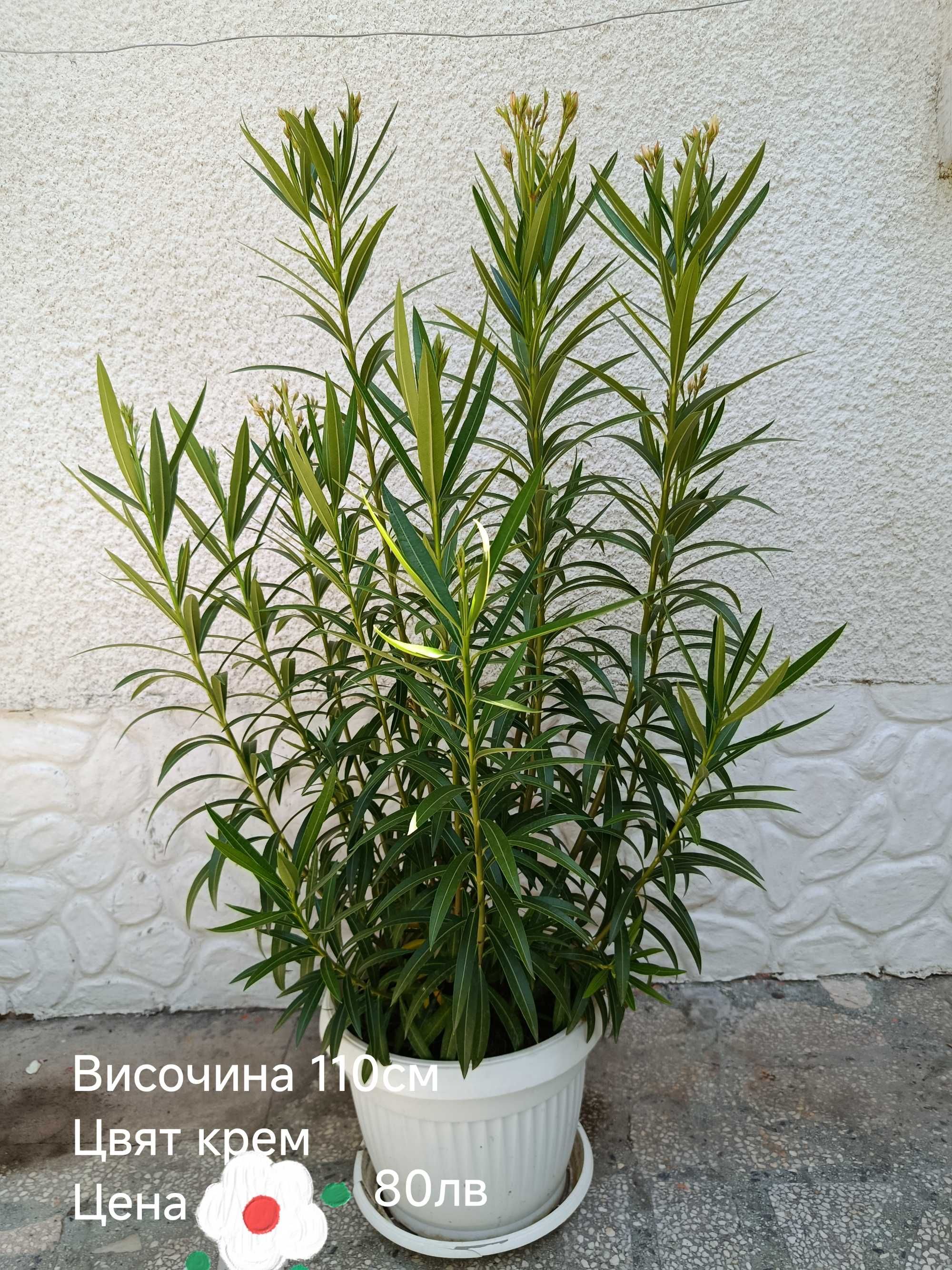 Закум (Олеандър)
