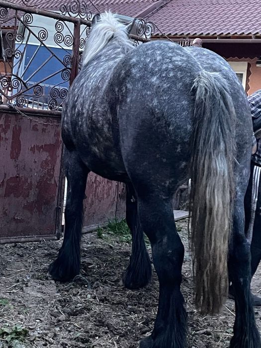 Vând mânză  sură 5 luni jumate