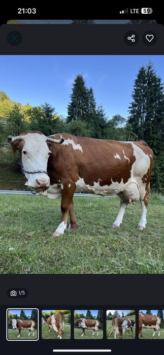 Vacă de vânzare bălțată