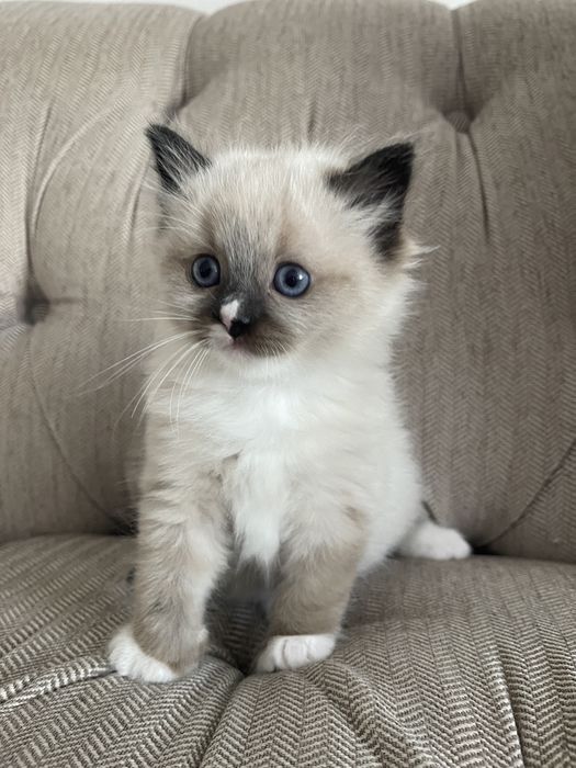 Pisica birmaneza 7 saptamani