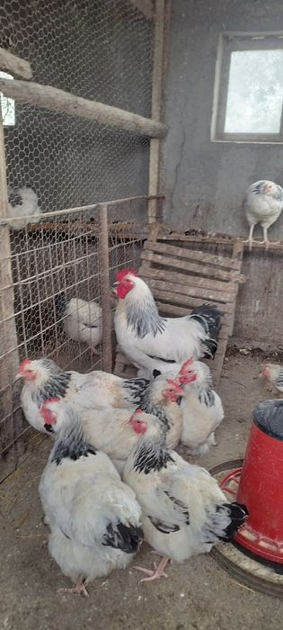 Vând sussex herminat deschis