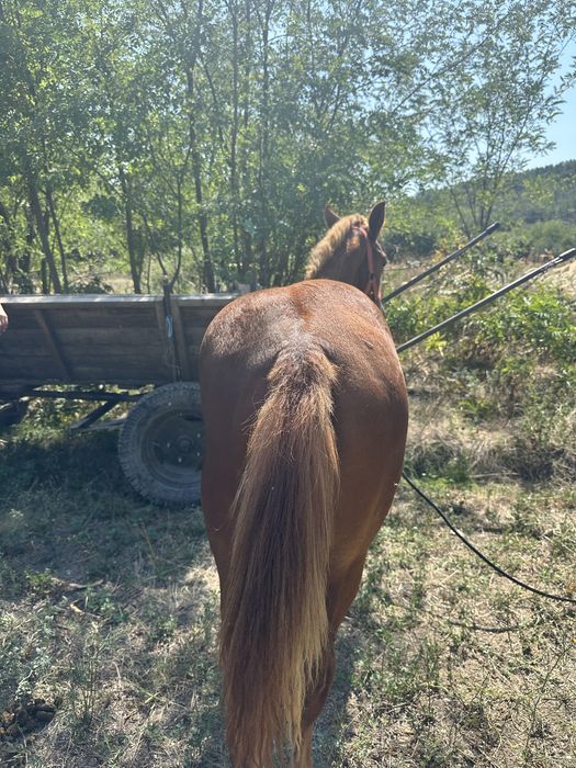 De vânzare manz(armasar) de 5 luni jumate