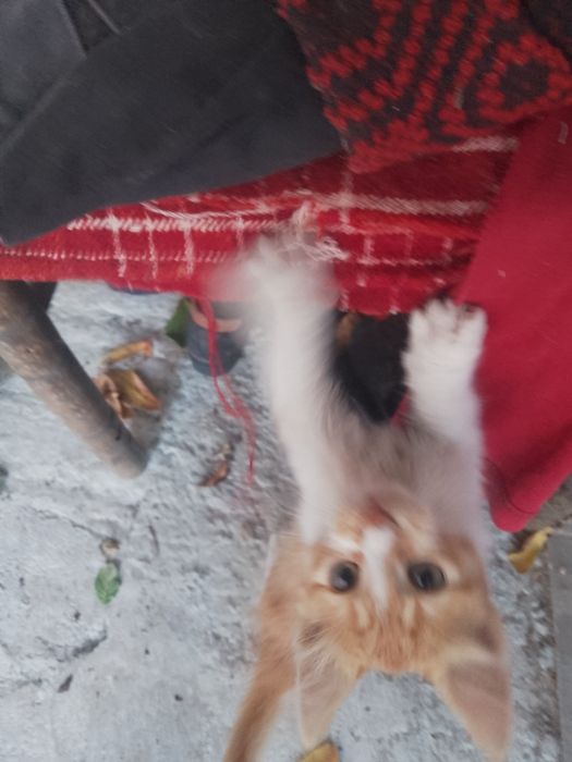 Подаряват се две котенца