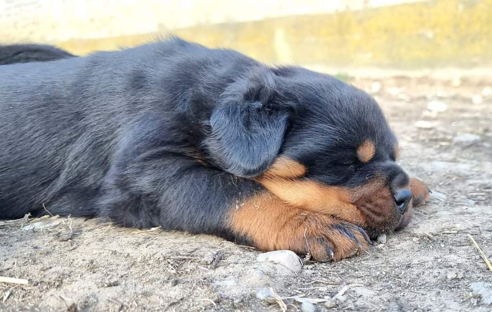 Pui Rottweiler cu pedigree