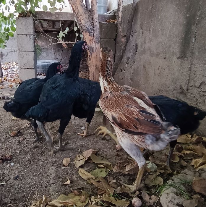 Кулянги Товуклар