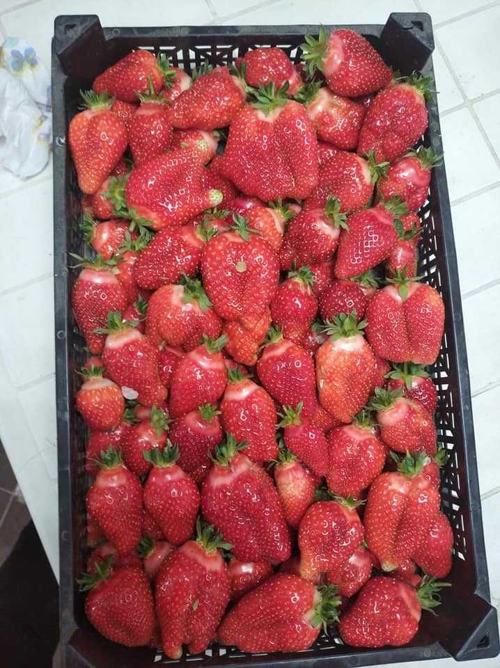 разсад ягоди сорт АЛБА