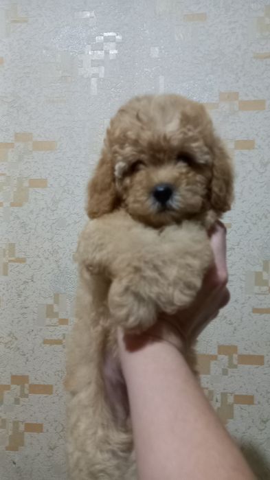 Продаются щенки карликового пуделя