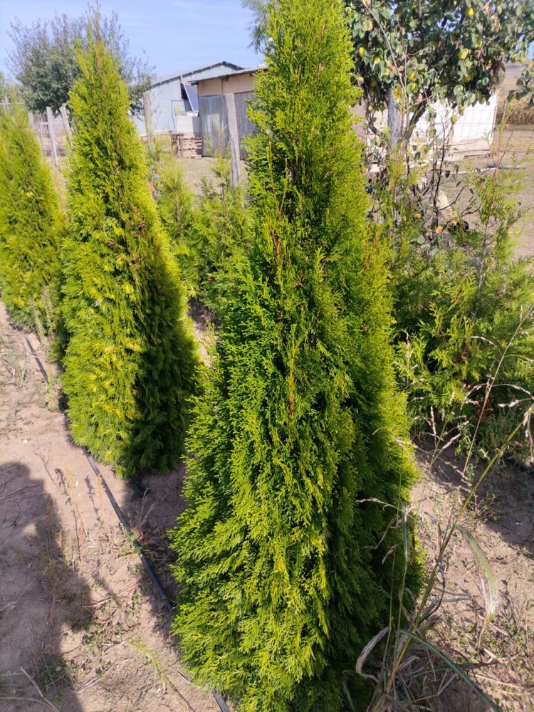 Brazi ornamentali perfecti pentru curtea/gradina dumneavoastra.