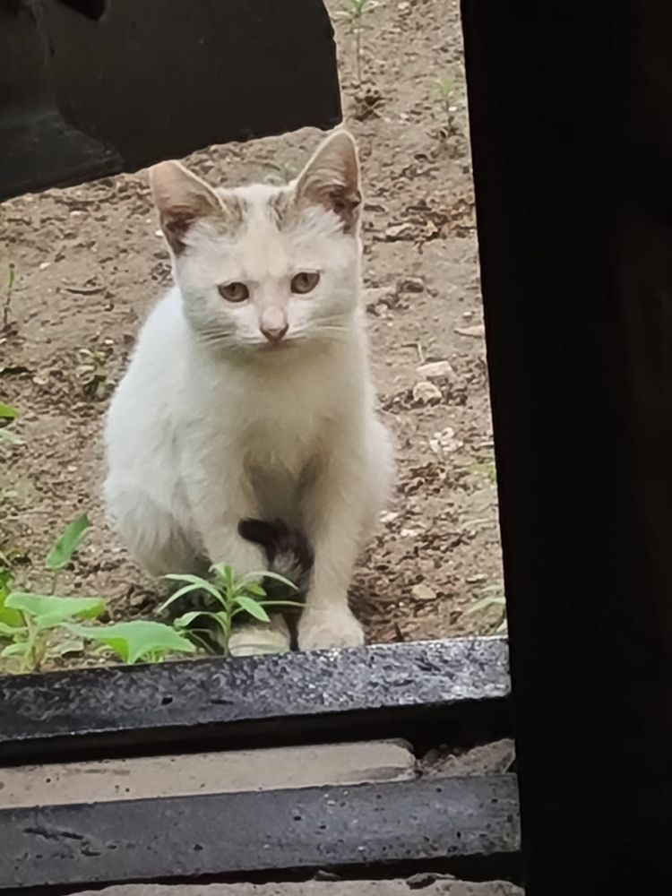 Отдам в дар кошку