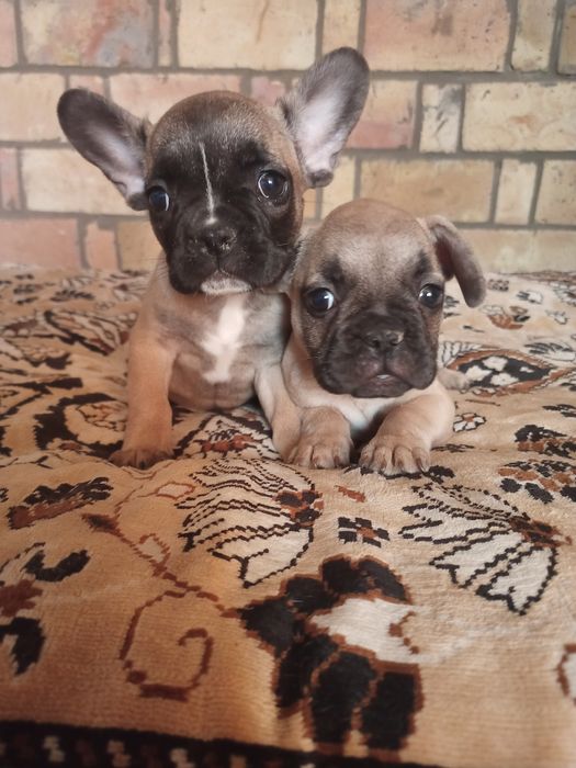 Щенки французского бульдога