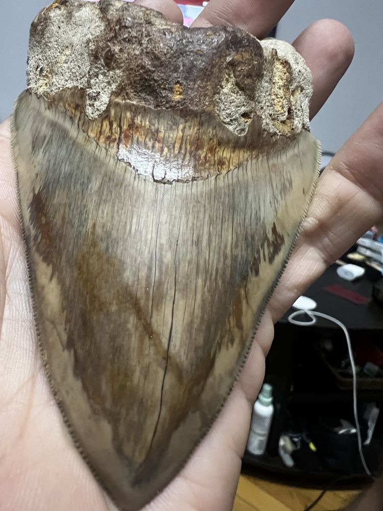 Dinte megalodon foarte vechi
