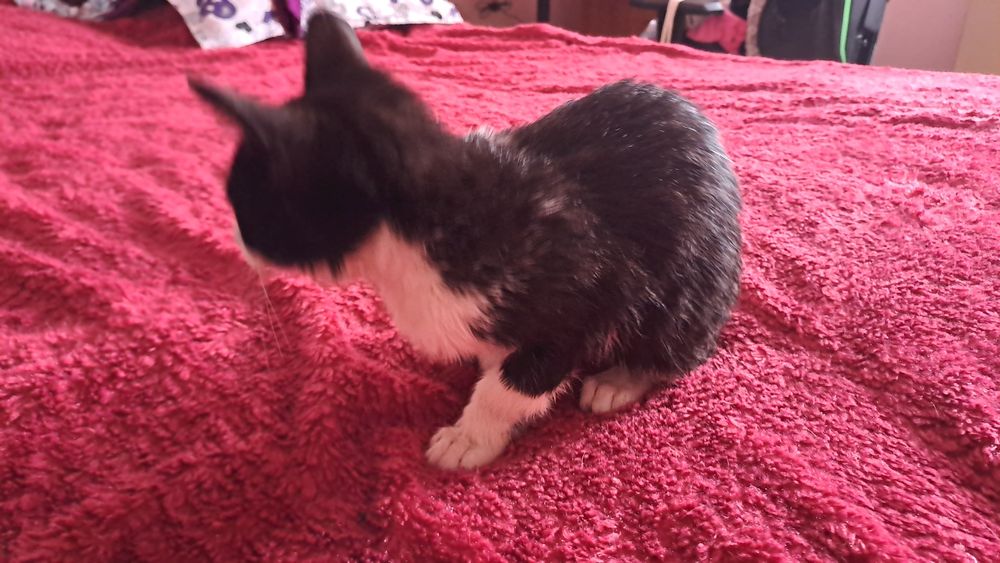 Подарявам коте на 2 месеца женско