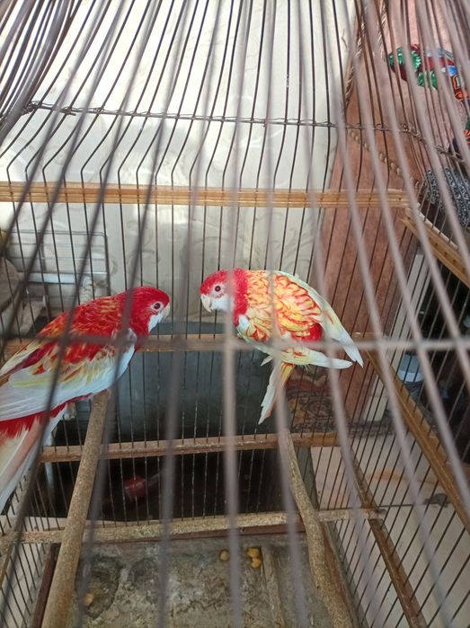 Птицы.тоти.рубиновые